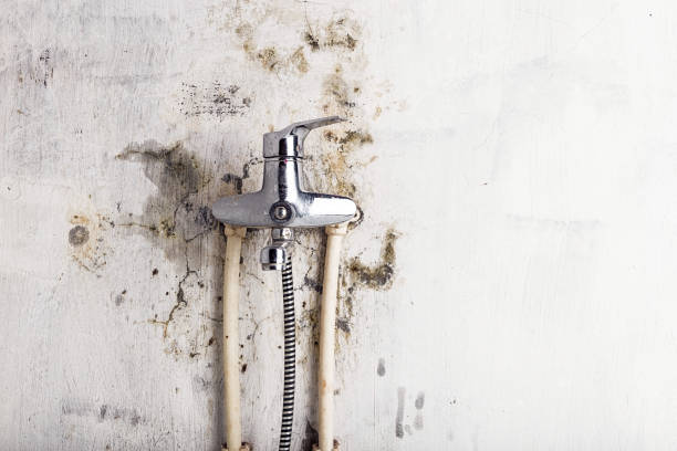 Best Residential Mold Remediation in Old Fig Garden, CA