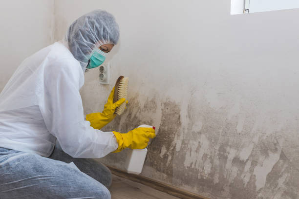 Best Industrial Mold Remediation in Old Fig Garden, CA