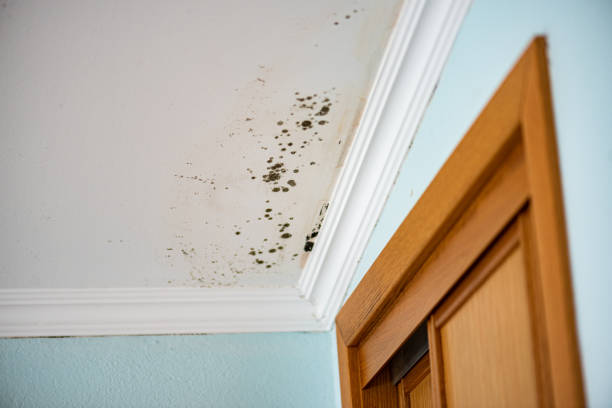 Trusted Old Fig Garden, CA Mold Remediation Experts