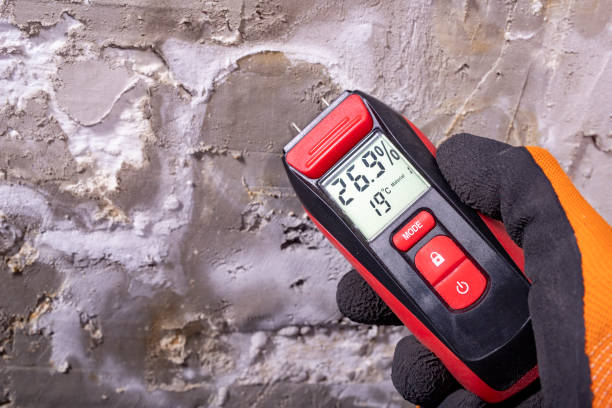 Best Post-Flood Mold Remediation in Old Fig Garden, CA