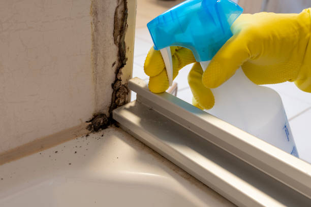 Best Commercial Mold Remediation in Old Fig Garden, CA