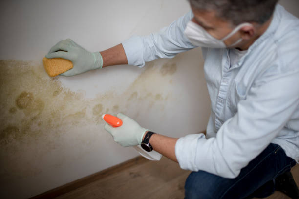 Best HVAC Mold Remediation in Old Fig Garden, CA