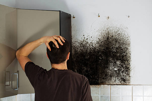 Best Health and Safety Mold Remediation in Old Fig Garden, CA