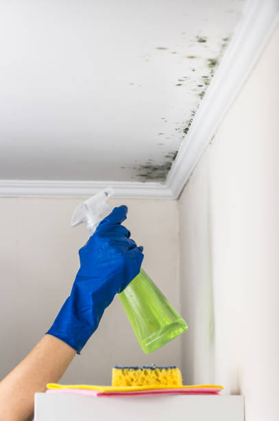 Best Basement Mold Remediation in Old Fig Garden, CA